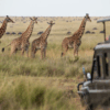 Safari en Botswana