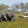 Safari Tanzania