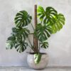 Monstera con maceta