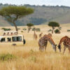 Aportación Safari Africa