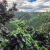 2 Noches en el Eje Cafetero Colombiano