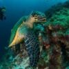 East Africa Diving