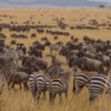 Safari Ngorongoro