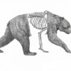 Cuadro Oso sin marco
