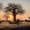 Safari al amanecer en el Serengeti