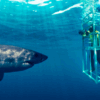 Cage Diving with Great White Sharks - Cape Town