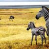 Serengeti