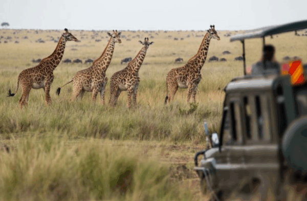 Safari en Botswana