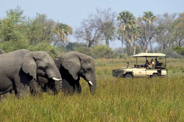 Safari Tanzania
