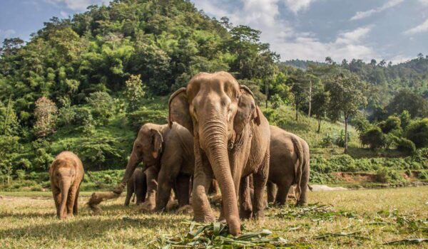 Bangkok: Visita al Santuario de Elefantes y a la Cascada de Erawan