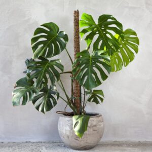 Monstera con maceta