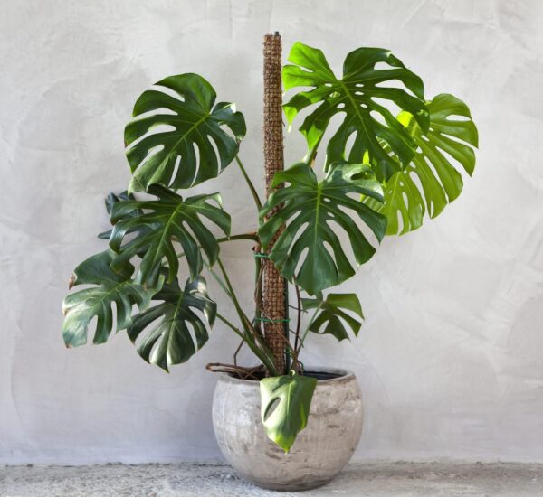 Monstera con maceta
