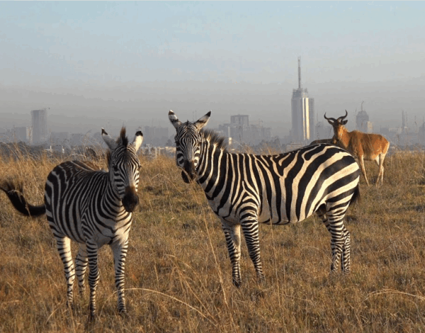 Vuelo Paris - Nairobi