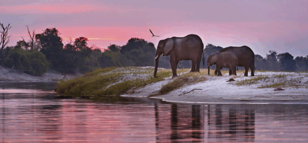 Aportación Luna de Miel en Botswana