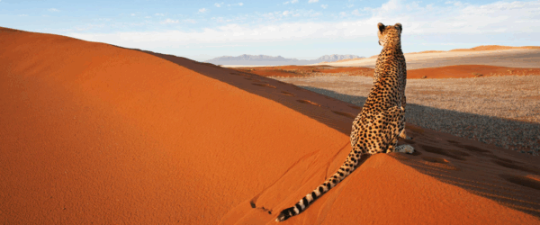 Aportación para Luna de Miel en Namibia