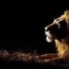 Safari Nocturno en Sabi Sands